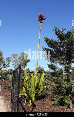 Klar Gymea Lily Doryanthes Excelsa oder auch bekannt als Giant Lilien gegen blauen Himmel Stockfoto