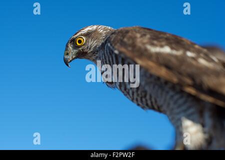 Barbary Falcon auf dem jährlichen Festival de L'epervier oder Falknerei Festival in El Haouaria in Tunesien Stockfoto