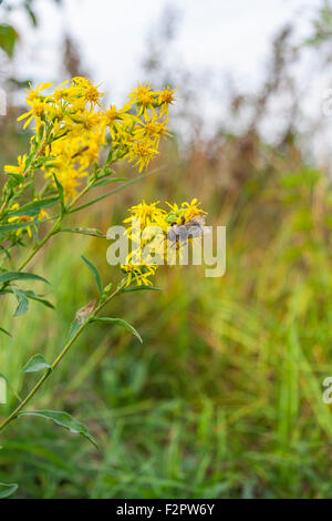 Wilde Blumen und Bienen Stockfoto