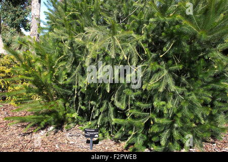 Persoonia Pinifolia oder auch bekannt als Kiefer blättrige Geebung Stockfoto