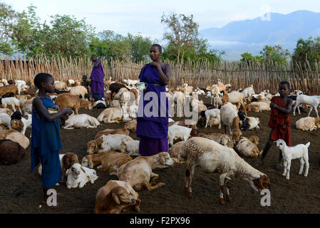 Tansania, Korogwe, Massai in Kwalukonge Dorf, Ziegen in eingezäunten Kral / TANSANIA, Korogwe, Massai Im Dorf Kwalukonge, Besiedler Im Gatter Stockfoto