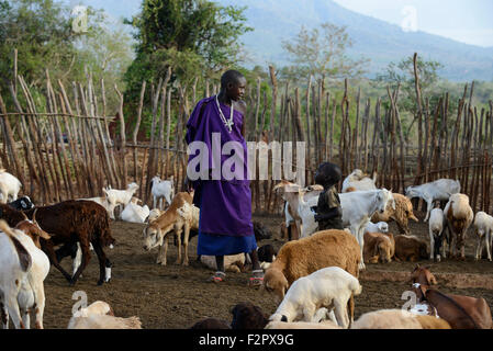 Tansania, Korogwe, Massai in Kwalukonge Dorf, Ziegen in eingezäunten Kral / TANSANIA, Korogwe, Massai Im Dorf Kwalukonge, Besiedler Im Gatter Stockfoto