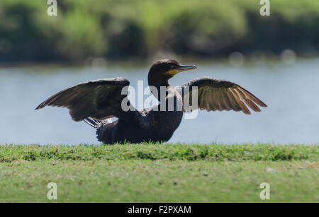 Ein Doppel-crested Kormoran (Phalacrocorax Auritus) Spreds seine Flügel trocknen nach einer Fütterung in die Lagune Ausflug. Isla Navidad, Ja Stockfoto
