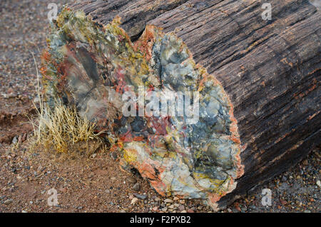 Querschnitt durch den fossilen Überreste der umgestürzte Bäume aus der späten Trassic Zeit von 225 Millionen Jahren, The Crystal Fores Stockfoto