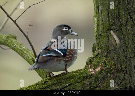 Holz-Ente / duck Carolina / Brautente (Aix Sponsa) sitzt in einem Baum herum beobachten. Stockfoto