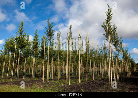 Baum-Baumschule Plantage, High Park, Southport, Merseyside. Stockfoto