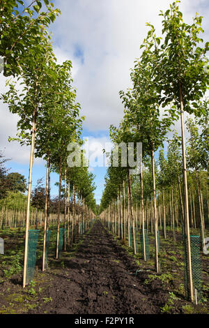 Baum-Baumschule Plantage, High Park, Southport, Merseyside. Stockfoto