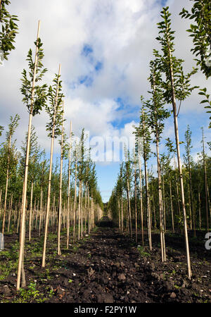 Baum-Baumschule Plantage, High Park, Southport, Merseyside. Stockfoto