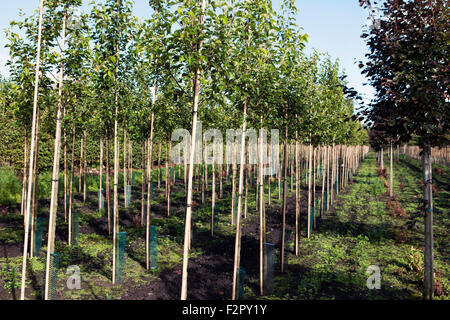 Baum-Baumschule Plantage, High Park, Southport, Merseyside. Stockfoto