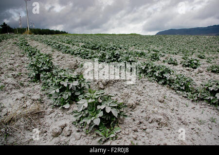 Cotopaxi Vulkanausbruch, Ecuador Stockfoto