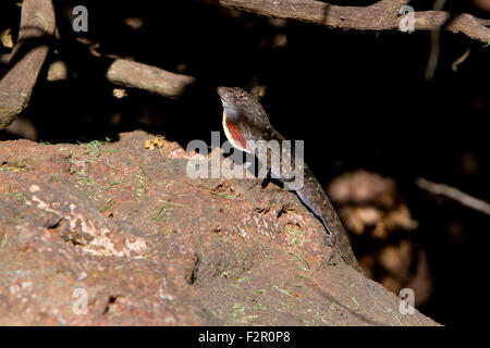 Anolis (Anolis Sagrei) sitzt auf einem Felsen hinter einer Hecke, die Anzeige ihrer Wamme in Kihei, Maui, Hawaii, im Juli Stockfoto