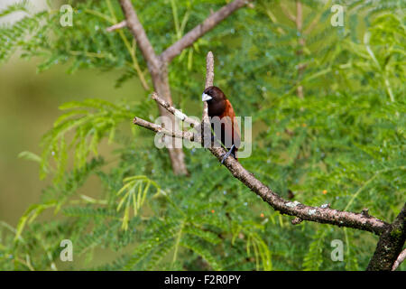 Kastanien-Munia (Lonchura Atricapilla) thront auf einem Ast in Haiku, Maui, Hawaii im August Stockfoto