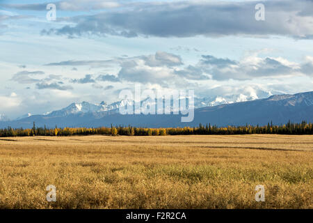 Reifende Nette gelb Futtererbsen, Alaska Range Stockfoto