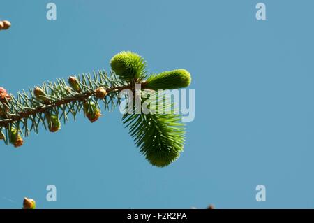 Frühjahr Knospen auf einer Tanne in Shelton, WA, Mason County, USA fotografiert. Stockfoto