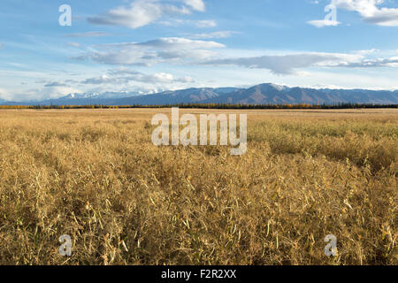 Reife Nette gelbe Feld Erbsen "Pisum Sativum". Stockfoto