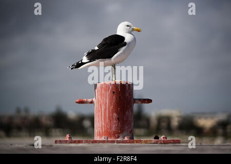 Kelp Gull (Larus Dominicanus Vetula), auf einem Poller, Lamberts Bay, Südafrika Stockfoto