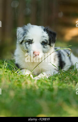 Border Collie, Welpen, blue Merle, sechs Wochen alt Stockfoto