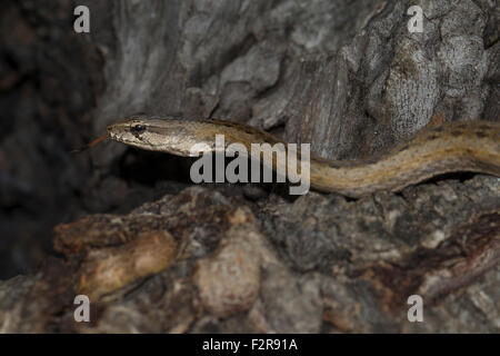 Gemeinsamen Big-eyed Snake (Mimophis Mahfalensis), Isalo Nationalpark, Madagaskar Stockfoto
