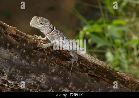 Merrem Madagaskar Swift (unterschieden Cyclurus) auf einem Baumstamm, Ifaty-Mangily, Madagaskar Stockfoto