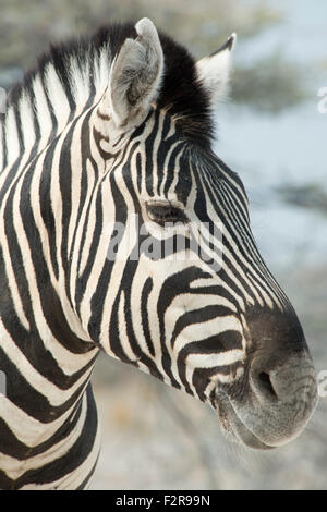 Ebenen Zebra (Equus Burchelli), Porträt, Etosha Nationalpark, Namibia Stockfoto