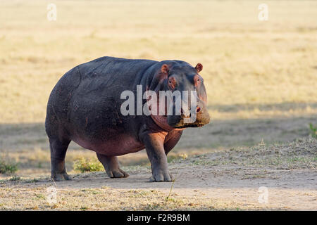 Hippo (Nilpferd amphibischen), im Morgenlicht, Amboseli, Kenia Stockfoto
