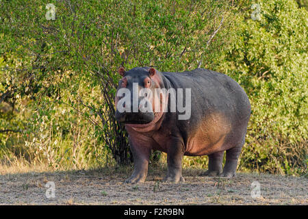 Hippo (Nilpferd amphibischen), im Morgenlicht, Amboseli, Kenia Stockfoto