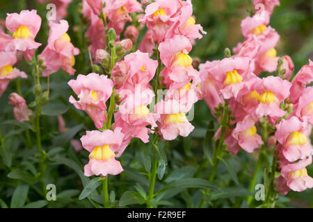 Rosa Antirrhinum Majus. Gemeinsamen Snapdragon in eine Blume-Grenze. Stockfoto