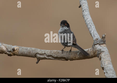 Samtkopfgrasmücke in Andalusien Stockfoto