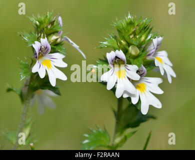 Gemeinsamen Augentrost - Euphrasia Nemorosa kleine Grünland wilde Blume Stockfoto