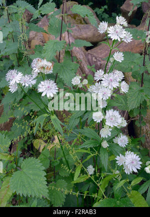 Größere Sterndolde - Astrantia große Naturalised in Cotswold Woodland Stockfoto