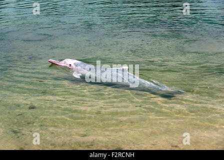 sehr selten rosa Delfin in Singapur Schutzgebiet Stockfoto