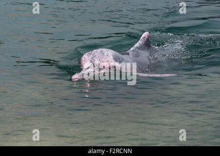 sehr selten rosa Delfin in Singapur Schutzgebiet Stockfoto