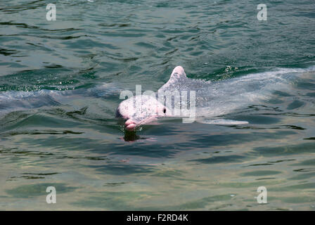 sehr selten rosa Delfin in Singapur Schutzgebiet Stockfoto