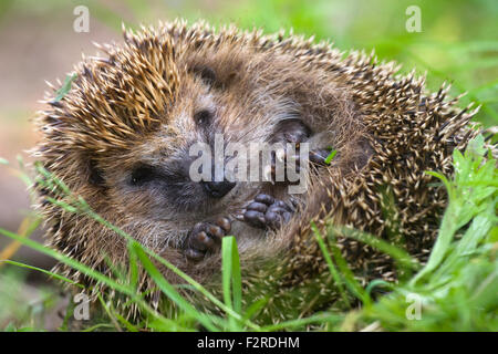 Wald-Igel auf einem Rasen zusammengerollt Stockfoto