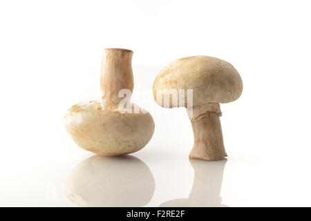 Zwei Champignons auf weißem Hintergrund im Studio gedreht Stockfoto