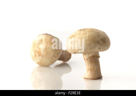 Zwei Champignons auf weißem Hintergrund im Studio gedreht Stockfoto