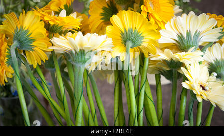 Gelbe Gerbera Blumen in einer Reihe verdrahtet für eine Blütenpracht hautnah Stockfoto