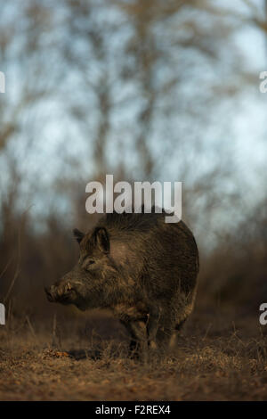 Begegnung mit einem beeindruckenden Wildschwein / wilde Schwein / pig Feral / (Sus Scrofa) im Unterholz einen herbstlichen Wald. Stockfoto