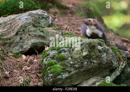 Neugierig Steinmarder / Steinmarder / Steinmarder (Martes Foina) sitzt auf den Felsen auf dem Boden ein natürlicher Mischwald. Stockfoto