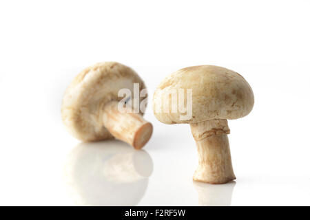 Zwei Champignons auf weißem Hintergrund im Studio gedreht Stockfoto