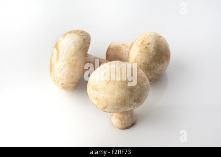 Drei Champignons auf weißem Hintergrund im Studio gedreht Stockfoto