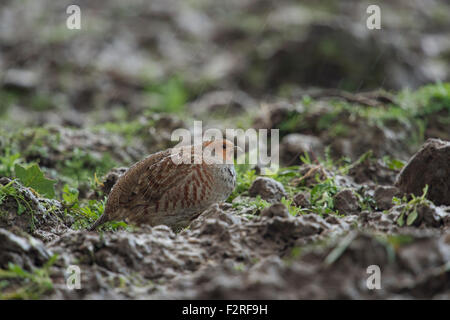 Graues Rebhuhn / Rebhuhn (Perdix Perdix) sitzt bei starkem Regen auf einem Feld, Regentropfen auf sein Gefieder. Stockfoto