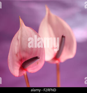 Rosa Anthurien, offene, herzförmigen Blüten, repräsentieren Gastfreundschaft Jane Ann Butler Fotografie JABP1401 Stockfoto