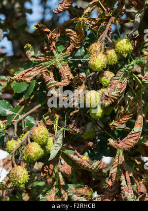 Braune und Welke Blätter krank aussehende Kastanienbaum Stockfoto