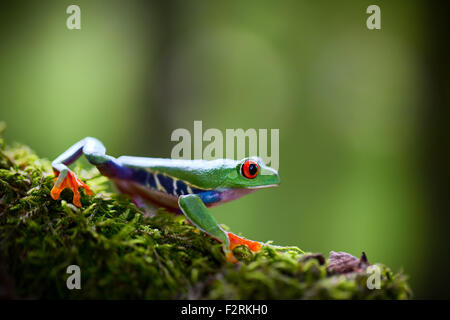 Red eyed Laubfrosch eine tropische Baumfrosch aus dem Regenwald von Costa Rica Panama und Nicaragua. Eine schöne exotische Amphibien Stockfoto