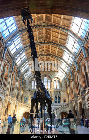 Das Natural History Museum ist eines der drei großen Museen auf Ausstellung Road, South Kensington, London, England Stockfoto