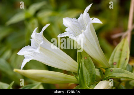 Weiße, frühe Herbstblumen die Staude Weide Enzian, Gentiana Asclepiadea 'Alba' Stockfoto