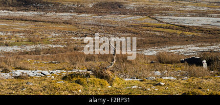 Teil der großen Carran Depression, einer großen karstige Depression oder Doline in the Burren, Co. Clare, Irland Stockfoto