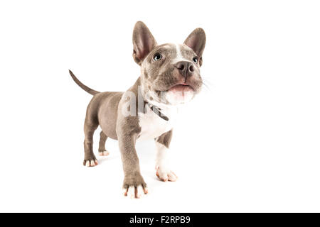 American Pocket Bully Welpe stehend auf weißem Hintergrund Stockfoto