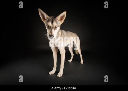 American Indian Dog stehend auf schwarzem Hintergrund Stockfoto
